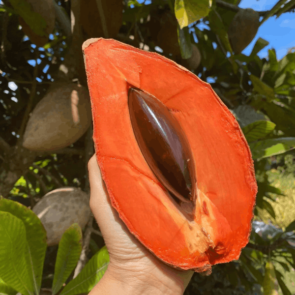 Rare Mamey Sapote Plant | Sweet Creamy Fruit | Premium Exotic Variety