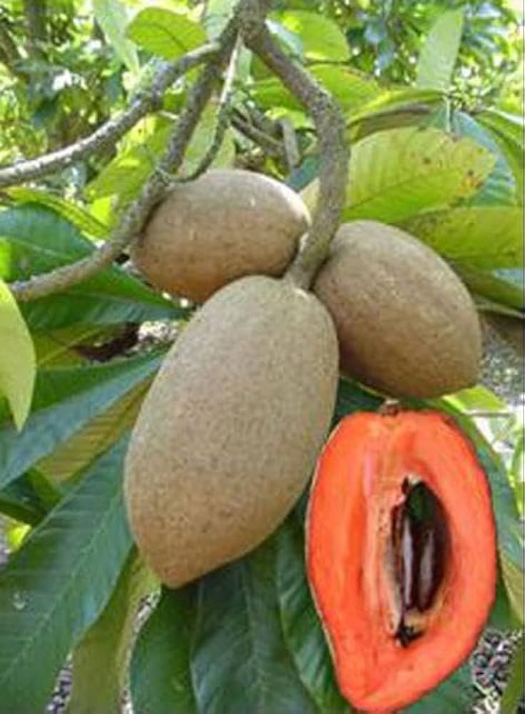 Rare Mamey Sapote Plant | Sweet Creamy Fruit | Premium Exotic Variety — photo 2