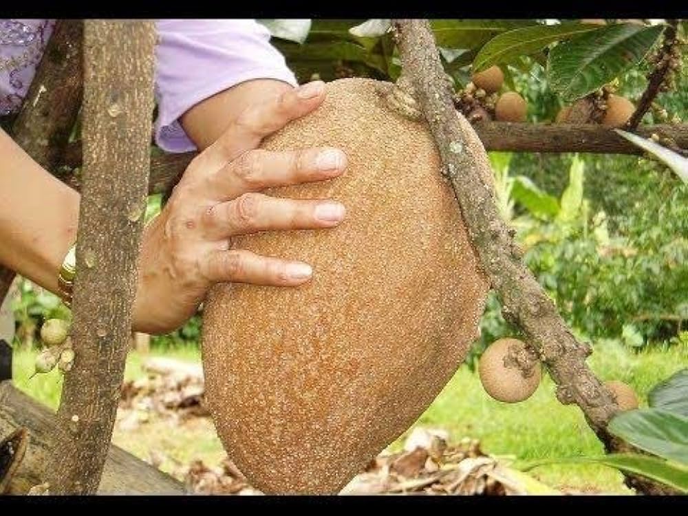 Rare Mamey Sapote Plant | Sweet Creamy Fruit | Premium Exotic Variety — photo 3