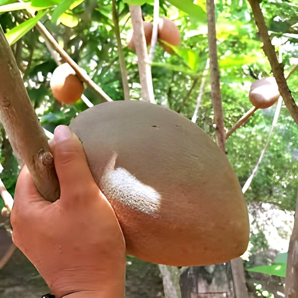 Rare Mamey Sapote Plant | Sweet Creamy Fruit | Premium Exotic Variety — photo 4