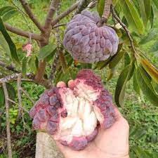 Red Custard Apple Plant | Sweet Creamy Fruit | Premium Exotic Variety