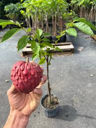 Red Custard Apple Plant | Sweet Creamy Fruit | Premium Exotic Variety — photo 2