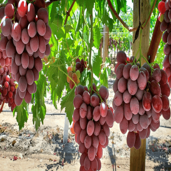 Thai Seedless Red Grapes Plant | Sweet Juicy Grapes | Premium Hybrid Variety