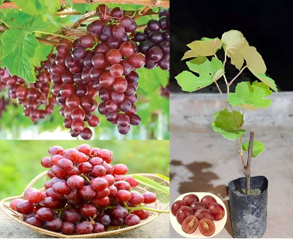 Thai Seedless Red Grapes Plant | Sweet Juicy Grapes | Premium Hybrid Variety — photo 2