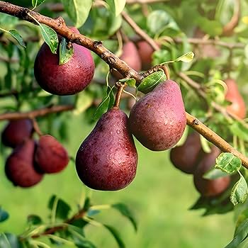 Red Pear (Naspati) Plant | Sweet Juicy Pear | Premium Grafted Variety