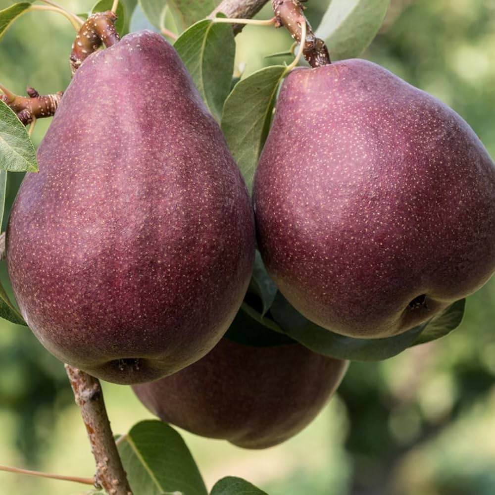 Red Pear (Naspati) Plant | Sweet Juicy Pear | Premium Grafted Variety — photo 2