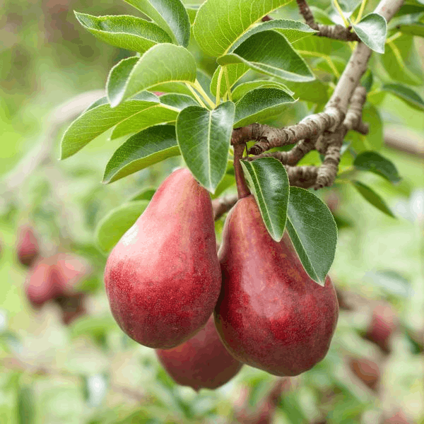 Red Pear (Naspati) Plant | Sweet Juicy Pear | Premium Grafted Variety — photo 3