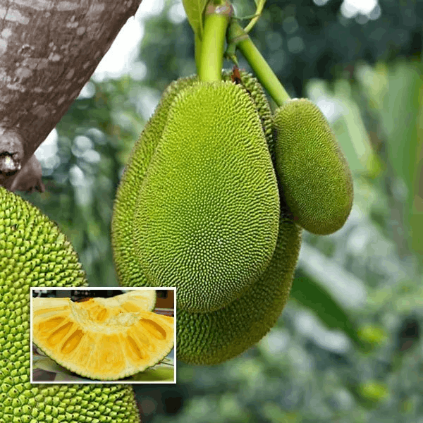 Seedless Jackfruit Plant | Sweet Soft Fruit | Premium Rare Variety