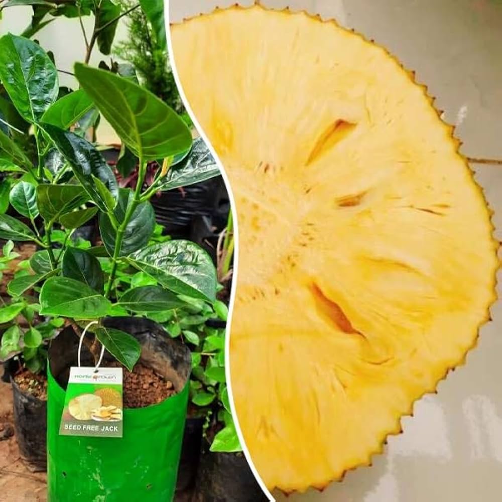 Seedless Jackfruit Plant | Sweet Soft Fruit | Premium Rare Variety — photo 2