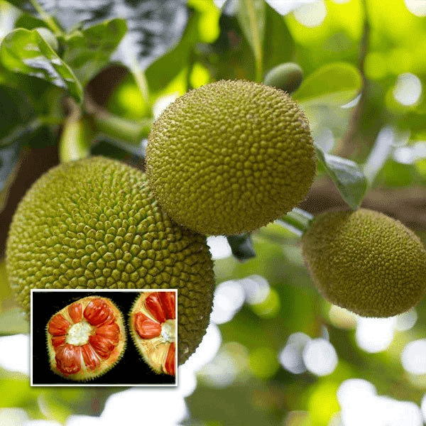 Siddu Jackfruit Plant | Sweet Soft Jackfruit | Premium High-Pulp Variety