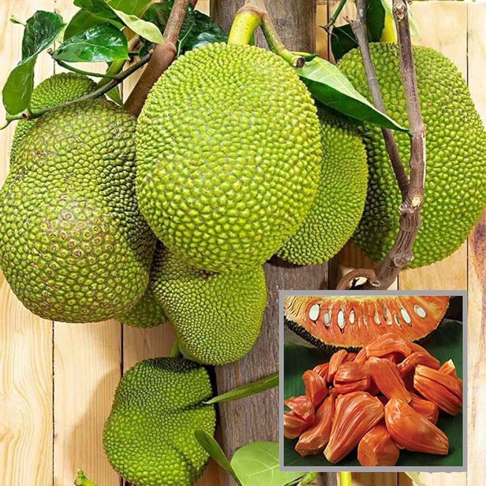 Siddu Jackfruit Plant | Sweet Soft Jackfruit | Premium High-Pulp Variety — photo 2
