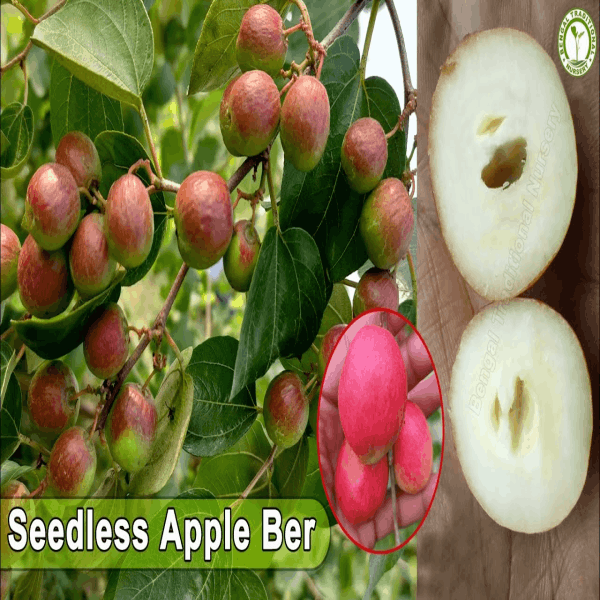 Thai Seedless Apple Ber Plant | Sweet Crisp Ber | All-Time Fruiting Hybrid