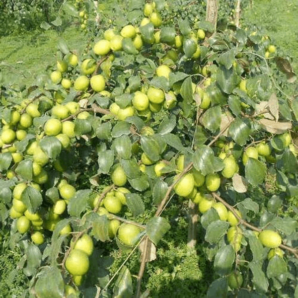 Thai Green Apple Ber Plant | Sweet Crisp Ber | All-Time Fruiting Hybrid