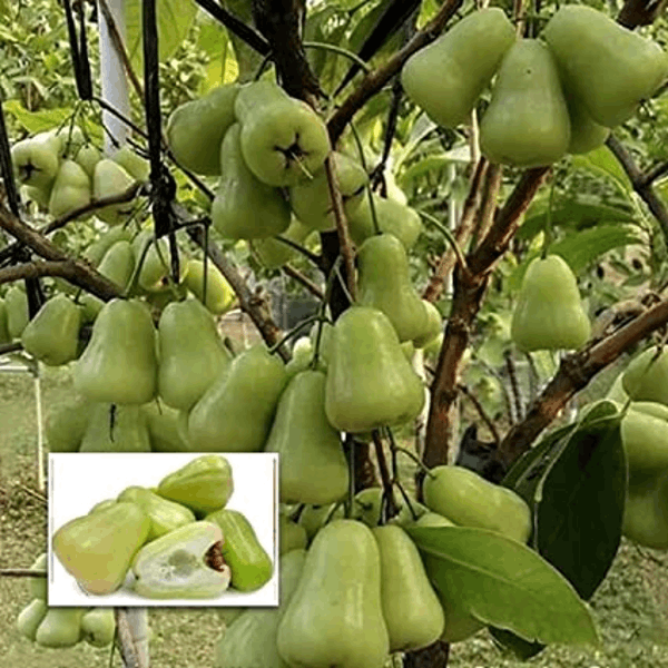 Thai Green Wax Apple Plant | Juicy Crisp Fruit | Premium Exotic Variety