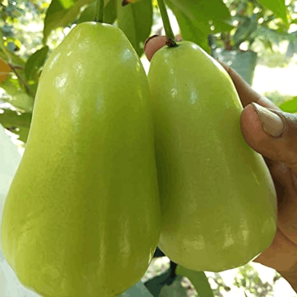 Thai Green Wax Apple Plant | Juicy Crisp Fruit | Premium Exotic Variety — photo 2