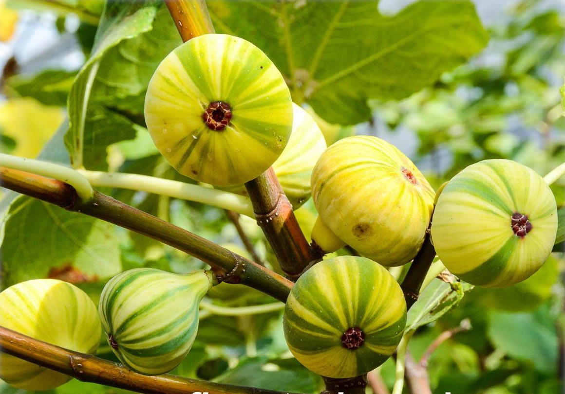 Variegated Fig Plant | Sweet Soft Figs | Rare Ornamental Fruiting Tree