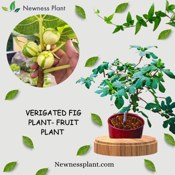 Variegated Fig Plant | Sweet Soft Figs | Rare Ornamental Fruiting Tree — photo 2