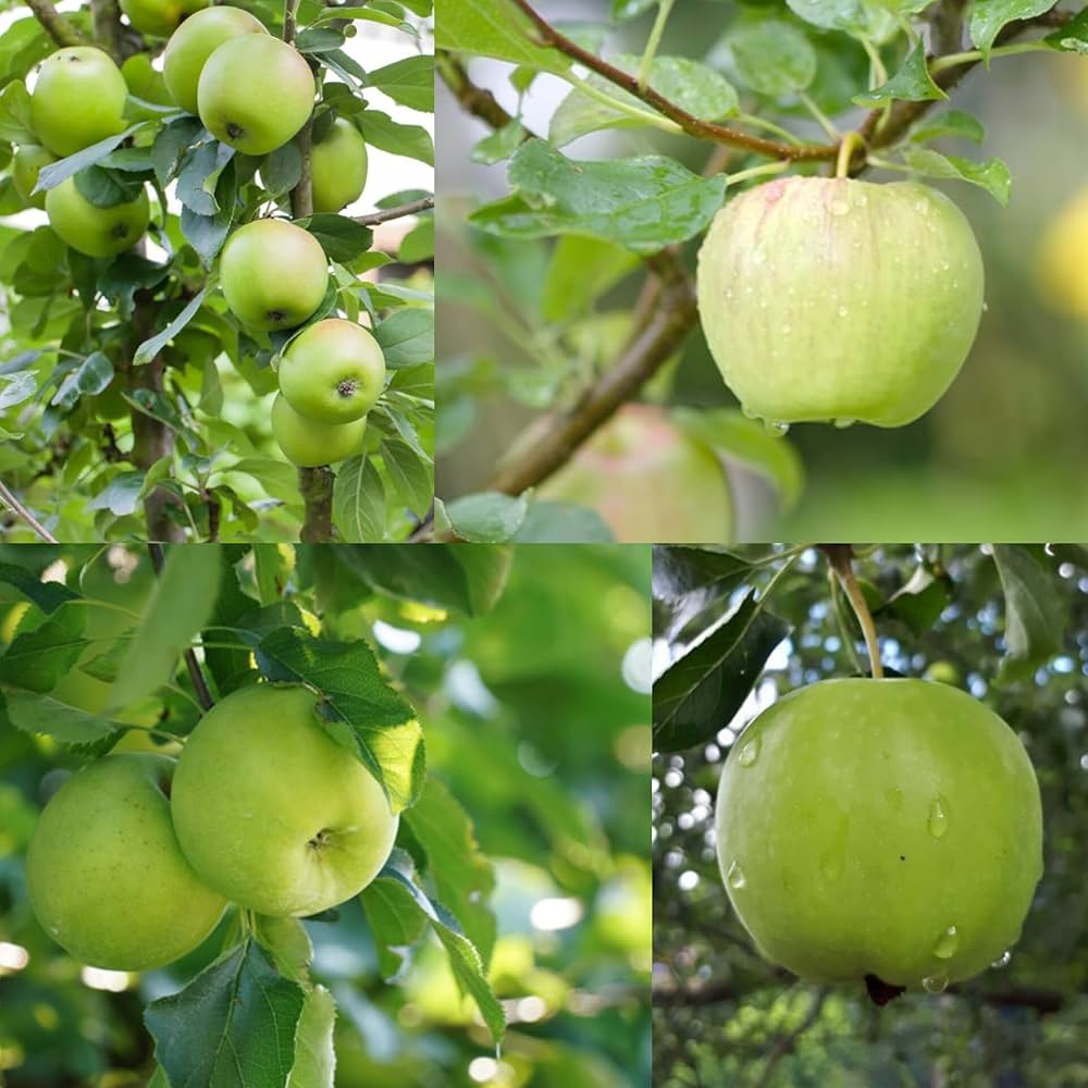 Hybrid Green Apple Plant | Sweet Crisp Apple | Early Fruiting Variety