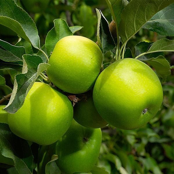 Hybrid Green Apple Plant | Sweet Crisp Apple | Early Fruiting Variety — photo 2