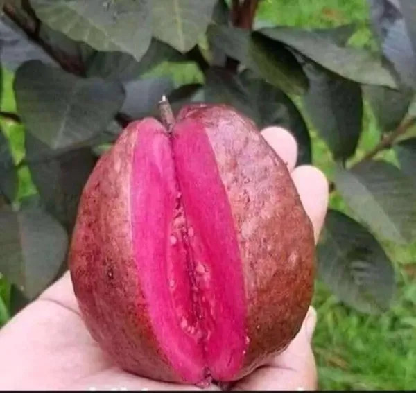 Malaysian Red Dwarf Guava Plant | Sweet Red Flesh | Premium High-Yield Variety