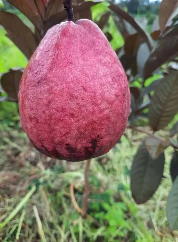 Malaysian Red Dwarf Guava Plant | Sweet Red Flesh | Premium High-Yield Variety — photo 2