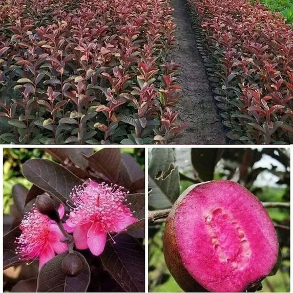 Malaysian Red Dwarf Guava Plant | Sweet Red Flesh | Premium High-Yield Variety — photo 3