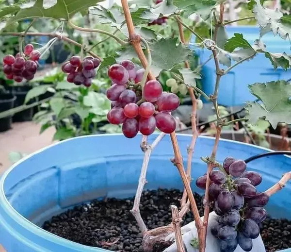 Sharad Seedless Grape Plant | Sweet Juicy Grapes | Premium High-Yield Variety
