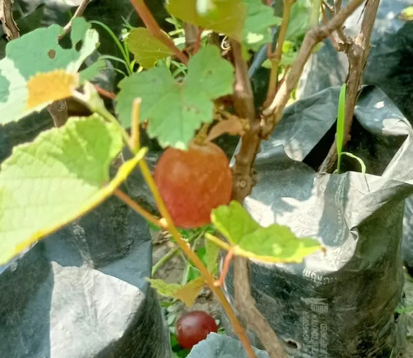 Sharad Seedless Grape Plant | Sweet Juicy Grapes | Premium High-Yield Variety — photo 2