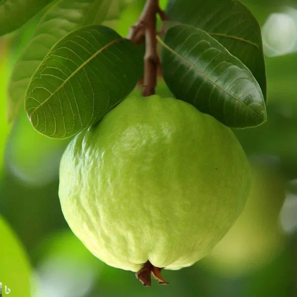 Thai 5 Guava Plant | Sweet Crispy Guava | Premium High-Yield Variety