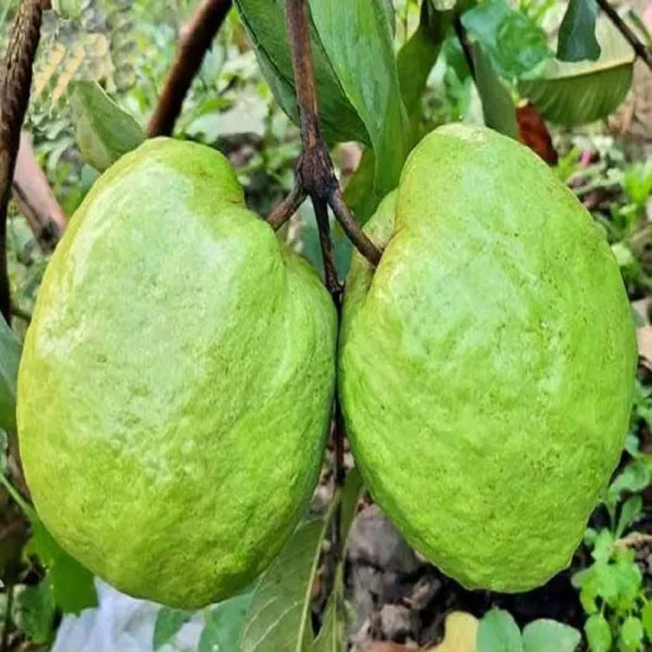 Thai 5 Guava Plant | Sweet Crispy Guava | Premium High-Yield Variety — photo 2