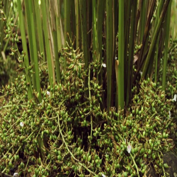 Indian Elaichi Plant | Aromatic Cardamom | Premium Spice Variety