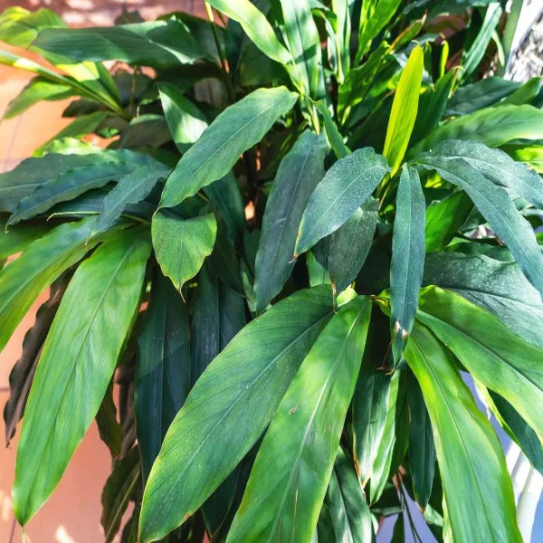 Indian Elaichi Plant | Aromatic Cardamom | Premium Spice Variety — photo 2