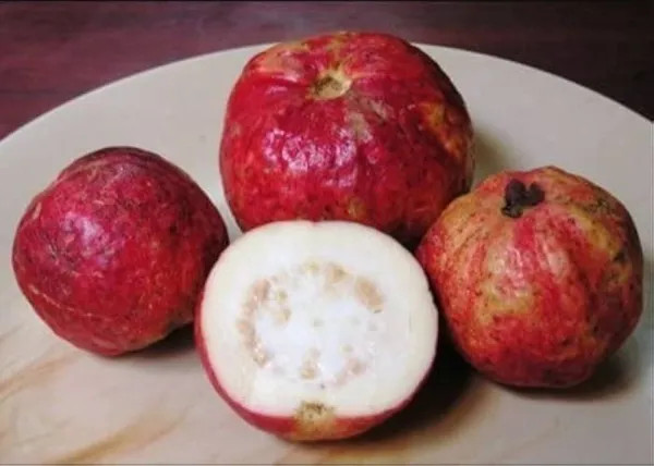 Apple Cross Guava Plant | Sweet Crispy Guava | Premium Hybrid Variety