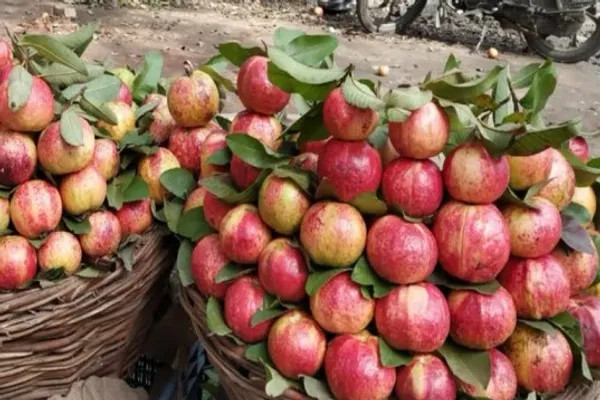 Apple Cross Guava Plant | Sweet Crispy Guava | Premium Hybrid Variety — photo 2