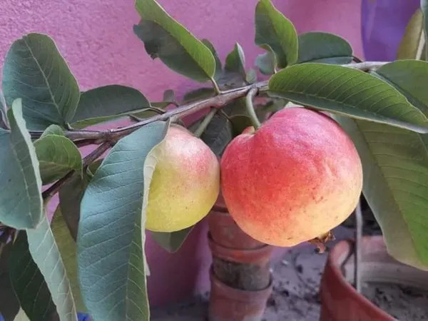 Allahabad Surkha Guava Plant | Sweet Pink Guava | Premium Indian Variety
