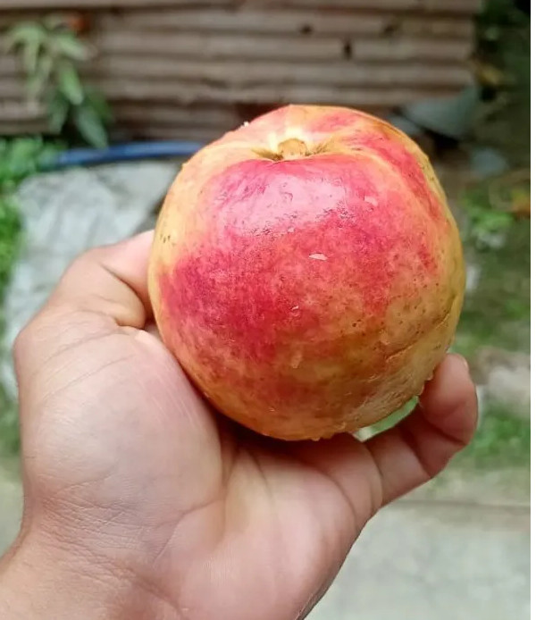 Allahabad Surkha Guava Plant | Sweet Pink Guava | Premium Indian Variety — photo 2