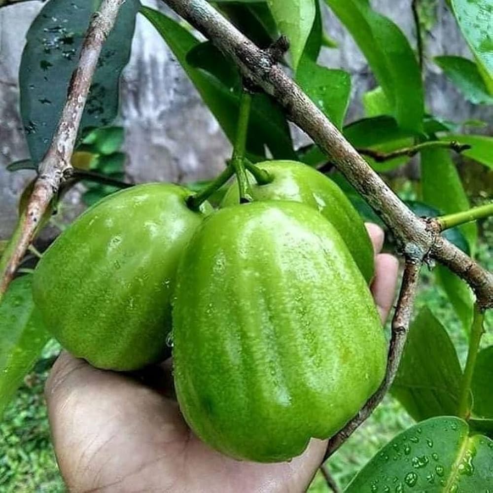 Thai Green Water Apple Plant | Juicy Crisp Fruit | Premium Exotic Variety
