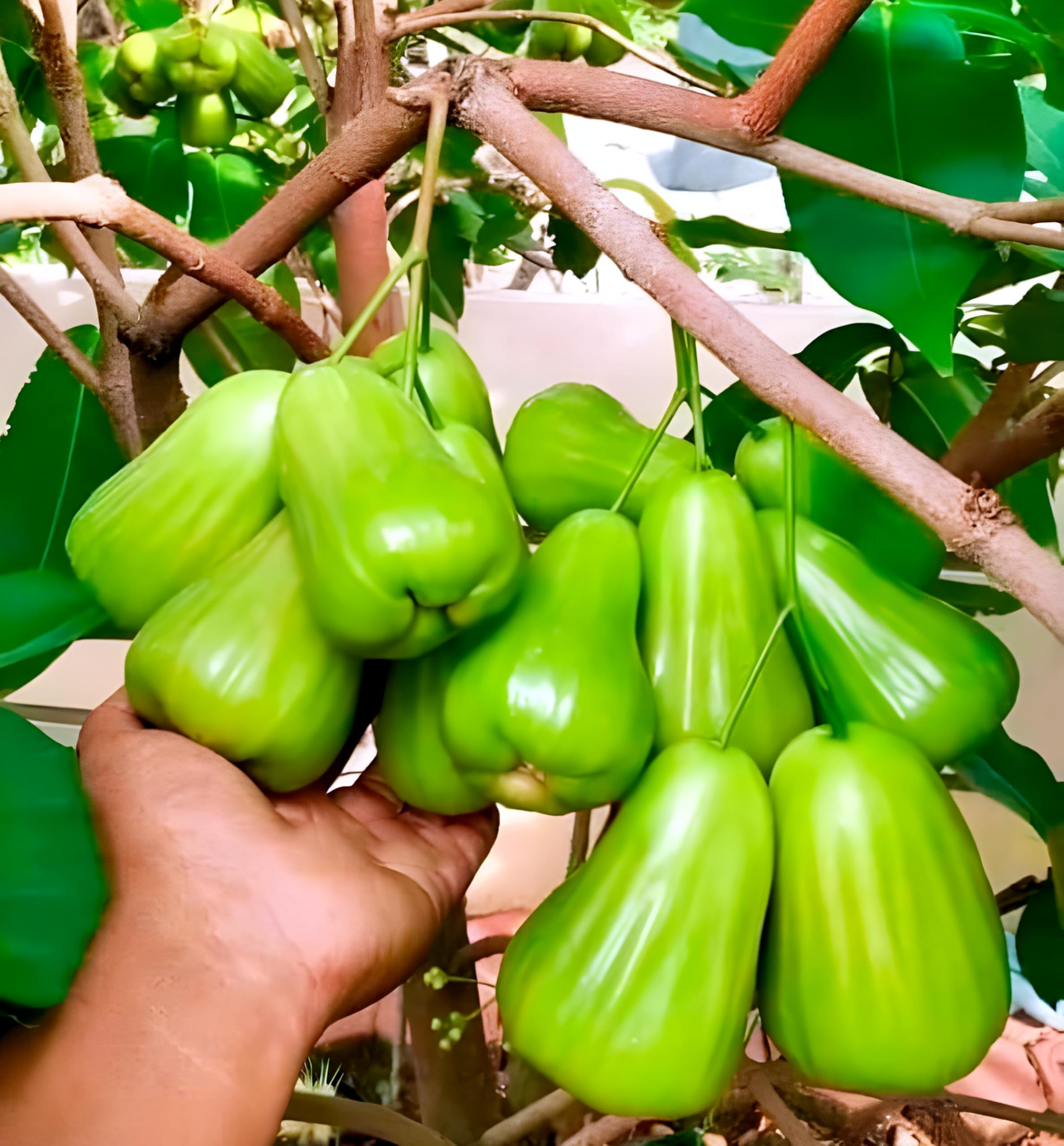 Thai Green Water Apple Plant | Juicy Crisp Fruit | Premium Exotic Variety — photo 2