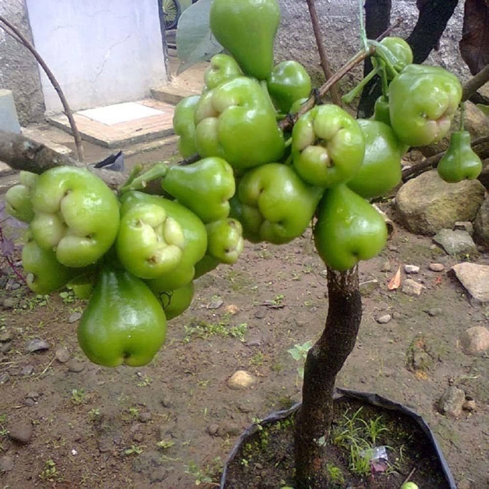 Thai Green Water Apple Plant | Juicy Crisp Fruit | Premium Exotic Variety — photo 3