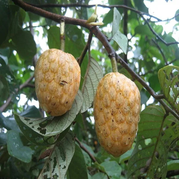 Giant Custard Apple Plant | Sweet Creamy Sitaphal | Premium Large-Size Variety