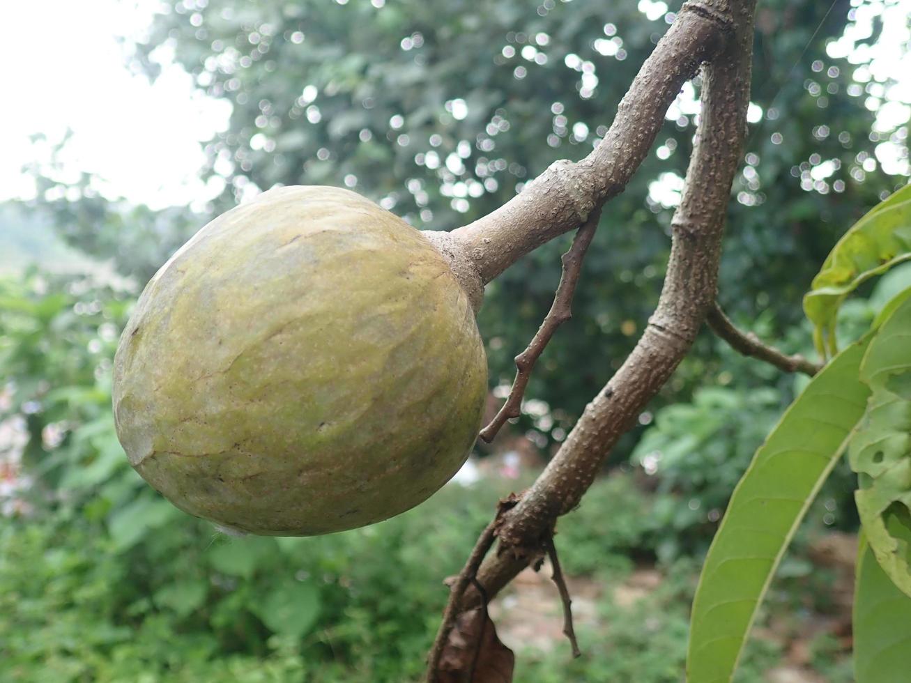 Giant Custard Apple Plant | Sweet Creamy Sitaphal | Premium Large-Size Variety — photo 2