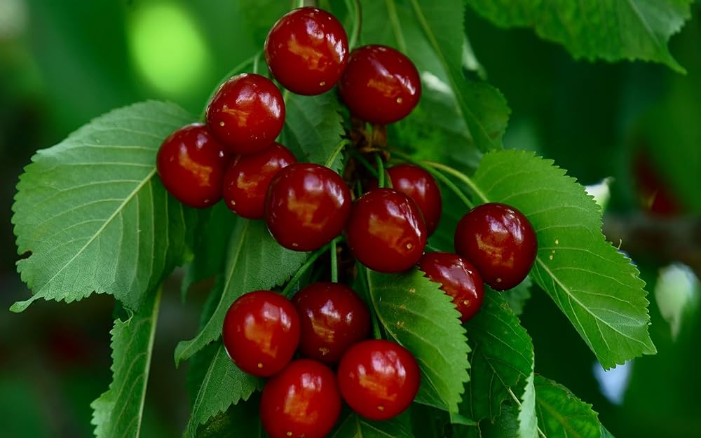 East Indian Cherry Plant | Sweet Tangy Fruit | Premium High-Vitamin Variety