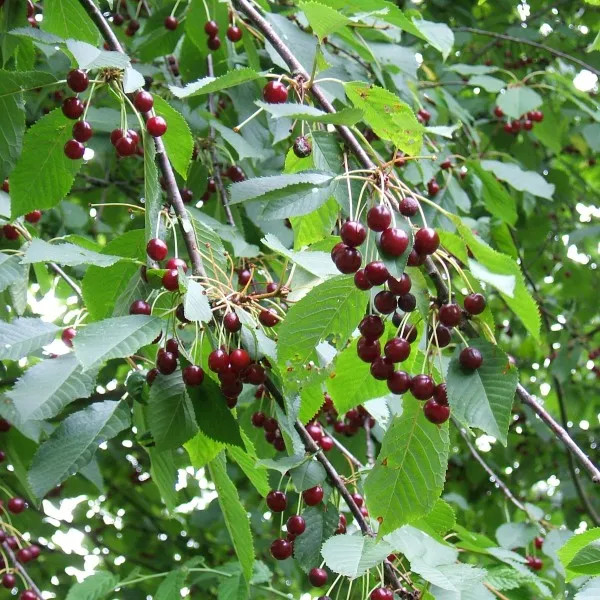 East Indian Cherry Plant | Sweet Tangy Fruit | Premium High-Vitamin Variety — photo 3