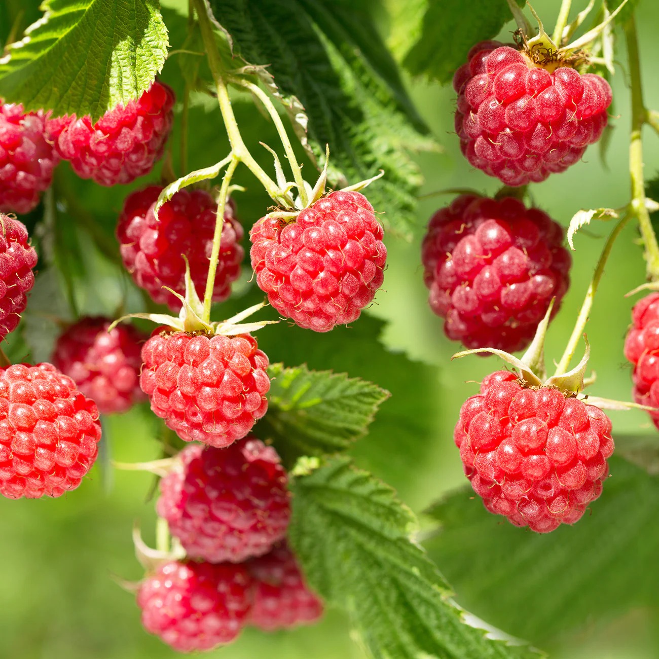 Thornless Raspberry Plant | Sweet Red Berries | Easy Harvest Premium Variety
