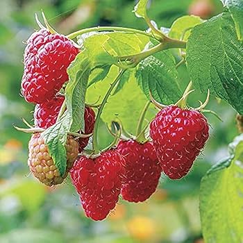 Thornless Raspberry Plant | Sweet Red Berries | Easy Harvest Premium Variety — photo 2