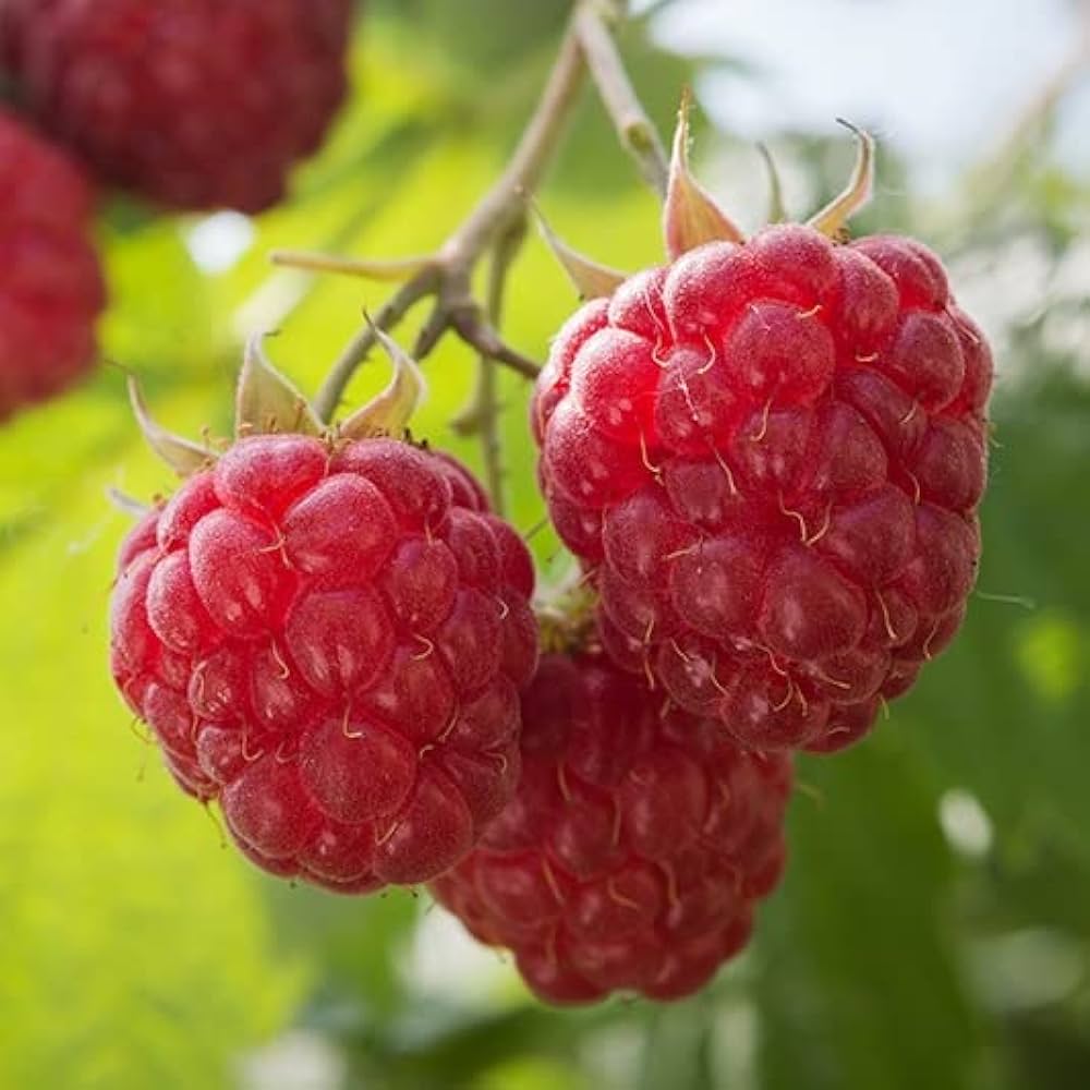 Thornless Raspberry Plant | Sweet Red Berries | Easy Harvest Premium Variety — photo 3