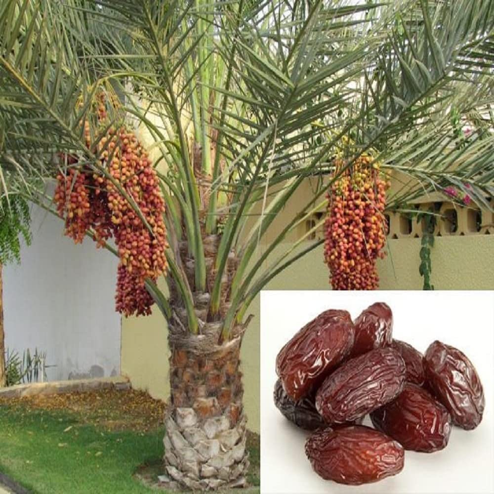 Dates Palm Plant | Sweet Dates Tree | Premium Desert Variety