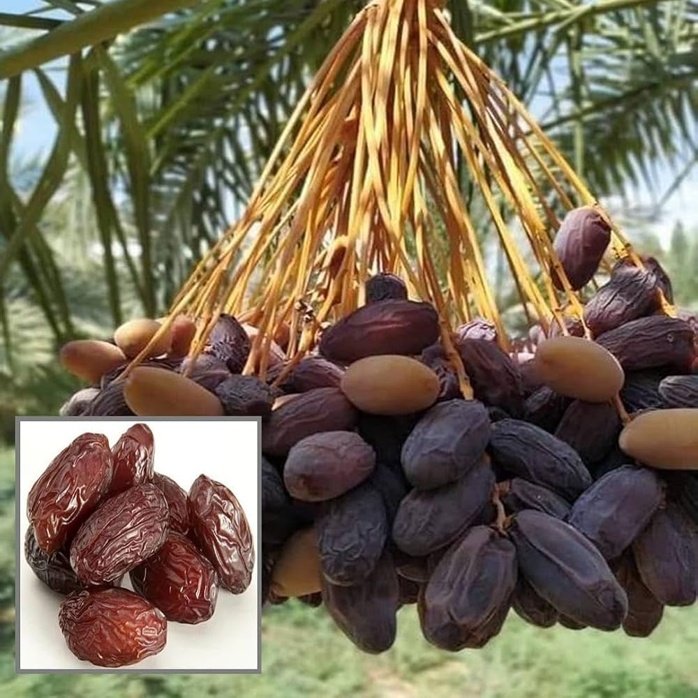 Dates Palm Plant | Sweet Dates Tree | Premium Desert Variety — photo 2