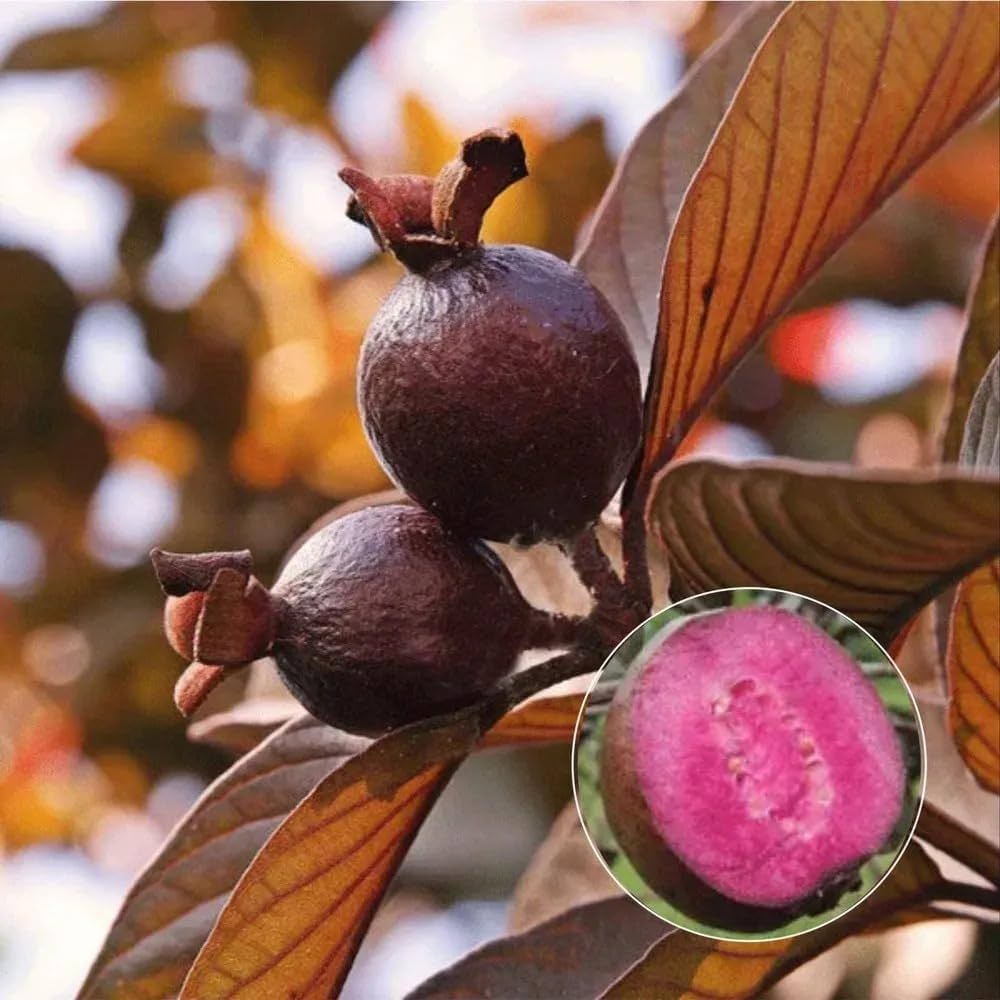 Malaysian Red Guava Plant | Sweet Red Flesh | Premium Exotic Variety