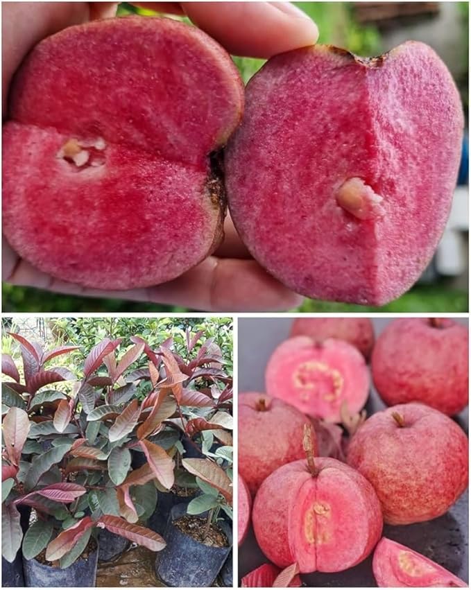 Malaysian Red Guava Plant | Sweet Red Flesh | Premium Exotic Variety — photo 2